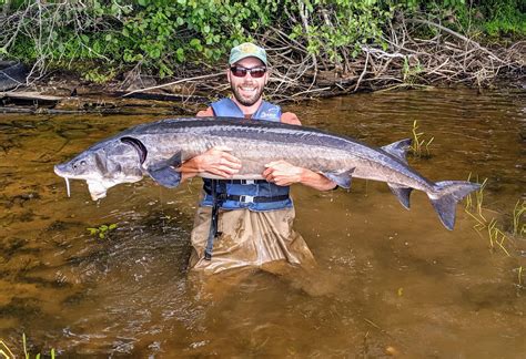 Lake sturgeon hook and line season .